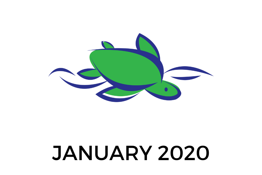 Turtle Market logo January 2020.